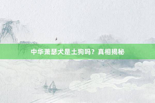 中华萧瑟犬是土狗吗？真相揭秘